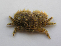 Porcellana platycheles