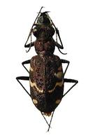 Cicindela sylvatica