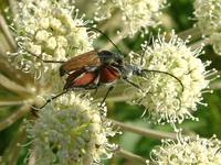 Anastrangalia sanguinolenta