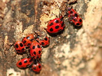 Endomychus coccineus