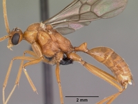 Specimen Data - Odontomachus coquereli - CASENT0049797 - AntWeb