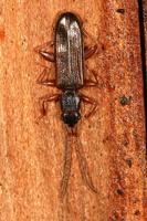 Dendrophagus crenatus