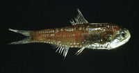 Lobianchia dofleini, Dofleini's lantern fish: