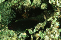 Cirripectes variolosus, Red-speckled blenny: aquarium