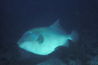Pseudobalistes naufragium, Stone triggerfish: