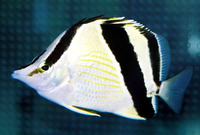 Prognathodes guyanensis, French butterflyfish: aquarium