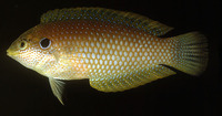 Macropharyngodon kuiteri, Black leopard wrasse: aquarium