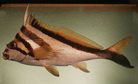 Goniistius vestitus, Crested morwong: