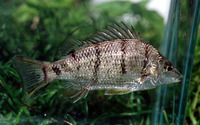 Amniataba percoides, Barred grunter: aquarium