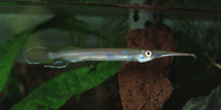 Hemirhamphodon pogonognathus, :