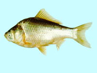 Carassius cuvieri, Japanese (white) crucian carp: aquaculture