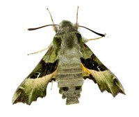 Proserpinus proserpina - Willowherb Hawk-moth