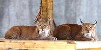 Image of: Lynx lynx (Eurasian lynx)