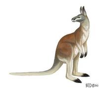 Image of: Macropus rufus (red kangaroo)
