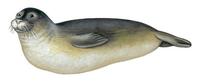 Image of: Monachus schauinslandi (Hawaiian monk seal)