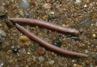 Branchiostoma lanceolatum