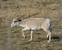 Image of: Saiga tatarica (saiga)