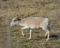 Image of: Saiga tatarica (saiga)