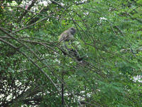 Image of: Trachypithecus obscurus (dusky leaf monkey)