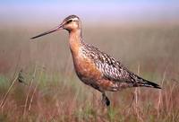 Limosa lapponica - Bar-tailed Godwit