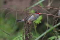 Estrilda astrild - Common Waxbill