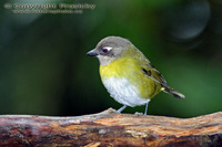 Chlorospingus ophthalmicus - Common Bush-Tanager