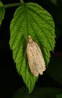 Image of: Oecophoridae (oecophorid moths)