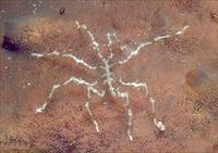 Image of: Pycnogonida (sea spiders)