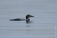 Image of: Gavia immer (common loon;great northern diver)