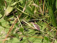 Image of: Ixobrychus exilis (least bittern)