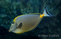 Naso lituratus - Barcheek Unicornfish