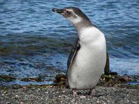 Image of: Spheniscus magellanicus (Magellanic penguin)