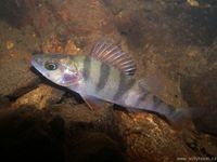 Perca fluviatilis - English Perch