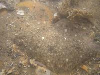Limanda limanda - Common Dab