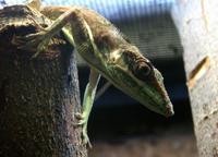 Anolis equestris - Knight Anole