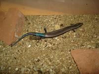 Chalcides sexlineatus