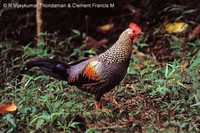 Grey Junglefowl - Gallus sonneratii