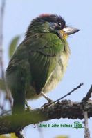 Chinese Barbet - Megalaima faber