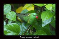 Scaly-breasted lorikeet