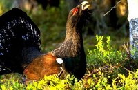 Eurasian Capercaillie - Tetrao urogallus