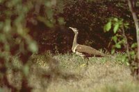 Australian Bustard - Ardeotis australis