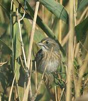 Seaside Sparrow (Ammodramus maritimus) photo