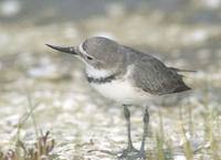 Wrybill (Anarhynchus frontalis) photo