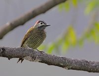 Golden-olive Woodpecker (Piculus rubiginosus) photo