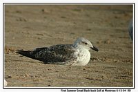 Great Black-backed Gull - Larus marinus