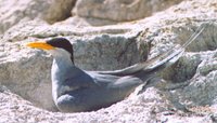 River Tern - Sterna aurantia