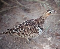 Black-faced Sandgrouse - Pterocles decoratus