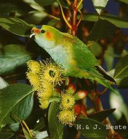 Purple-crowned Lorikeet - Glossopsitta porphyrocephala