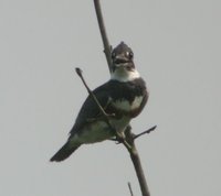 Belted Kingfisher - Ceryle alcyon