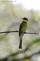 Chestnut-headed Bee-eater - Merops leschenaulti